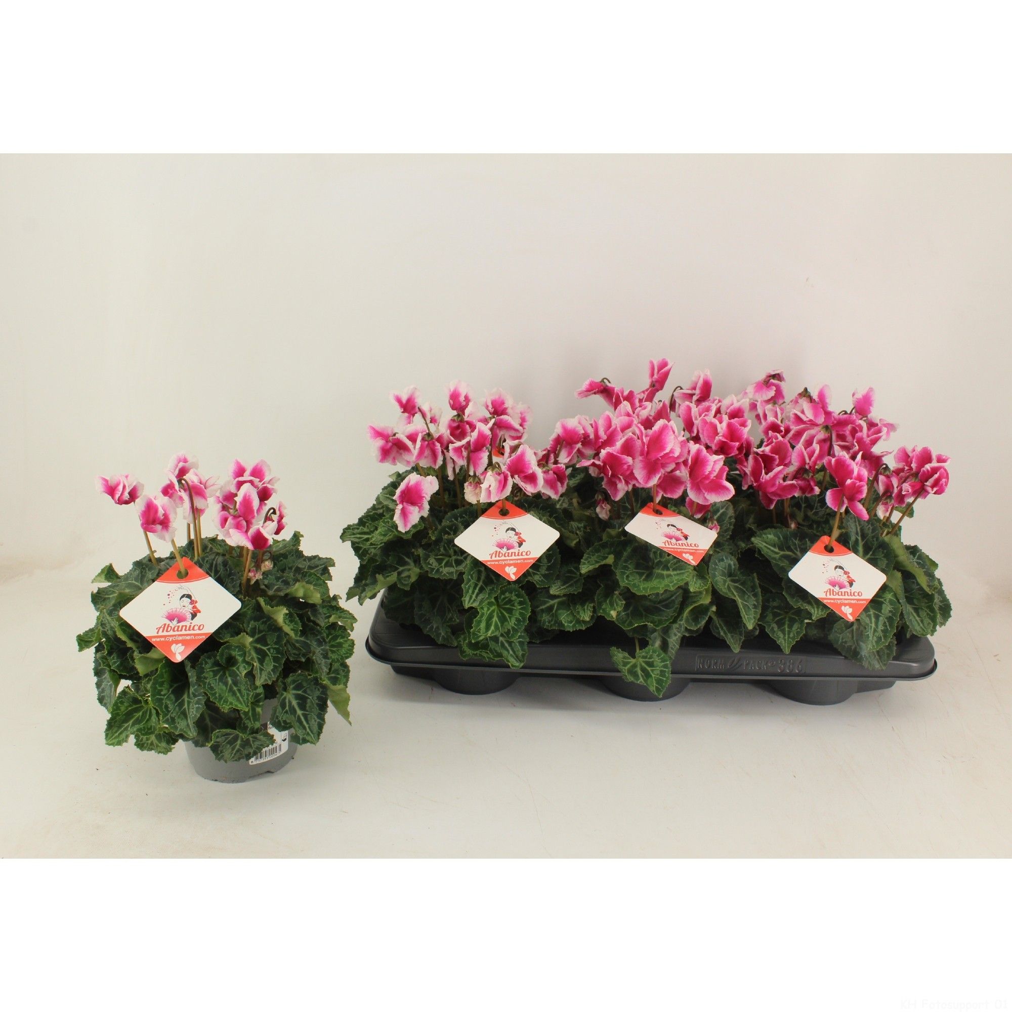 Cyclamen Abanico Magenta, D 13 cm