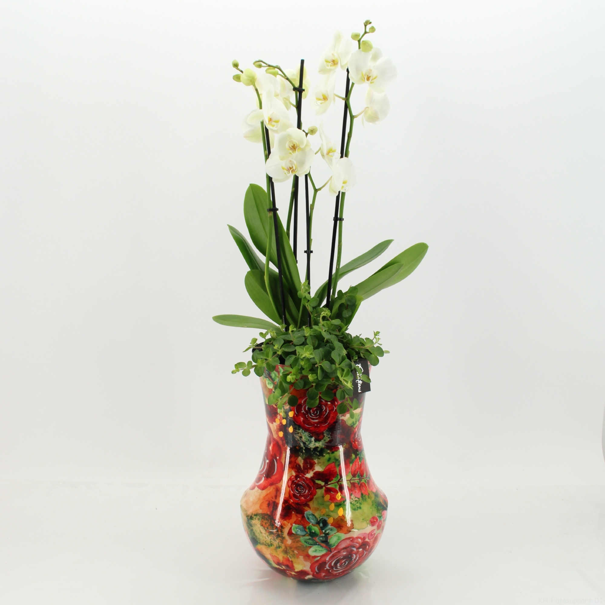 LICR-2621W Limited Edition Phalaenopsis, D 24