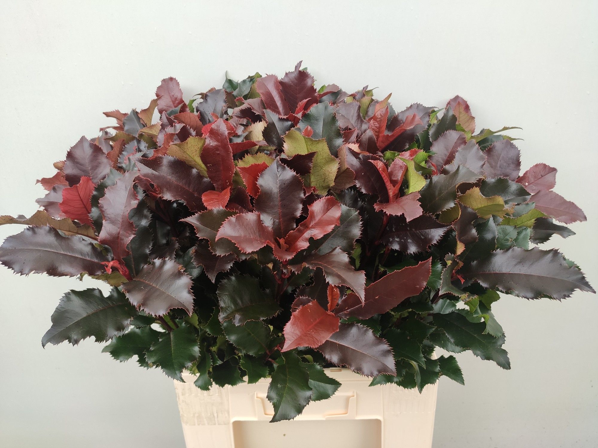 Фотиния Мэджикал Вулкано 60, шт.