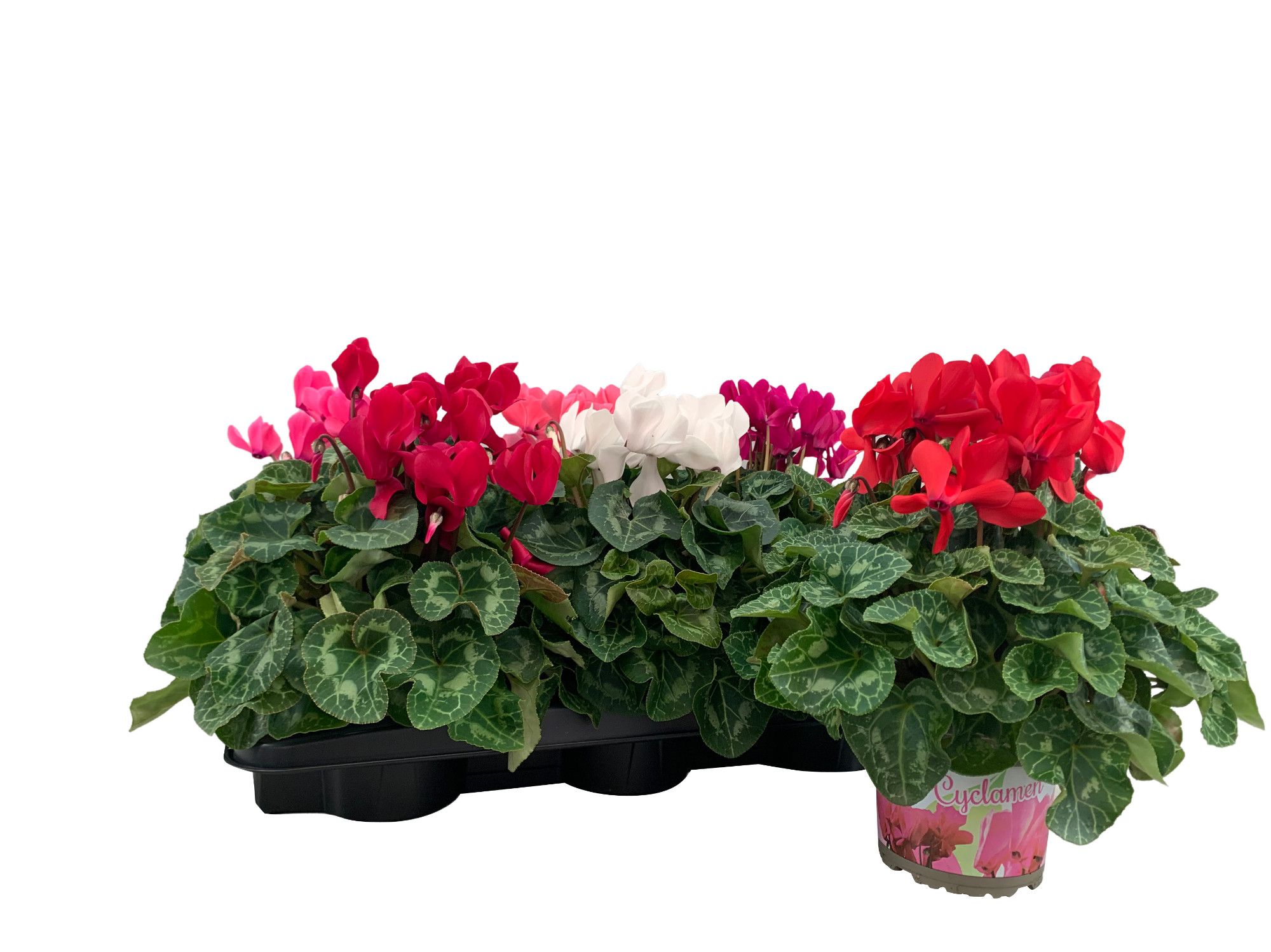 Cyclamen grootbloemig Super Serie XL Mix, D 13