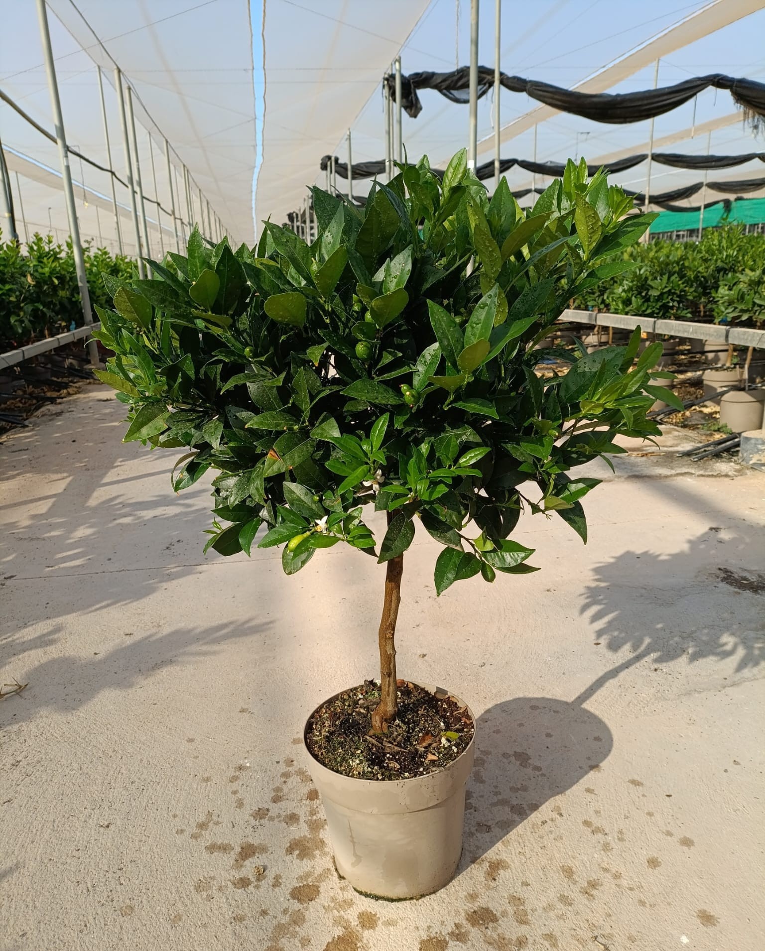 803 ET : P23 CITRUS KUMQUAT, D 23