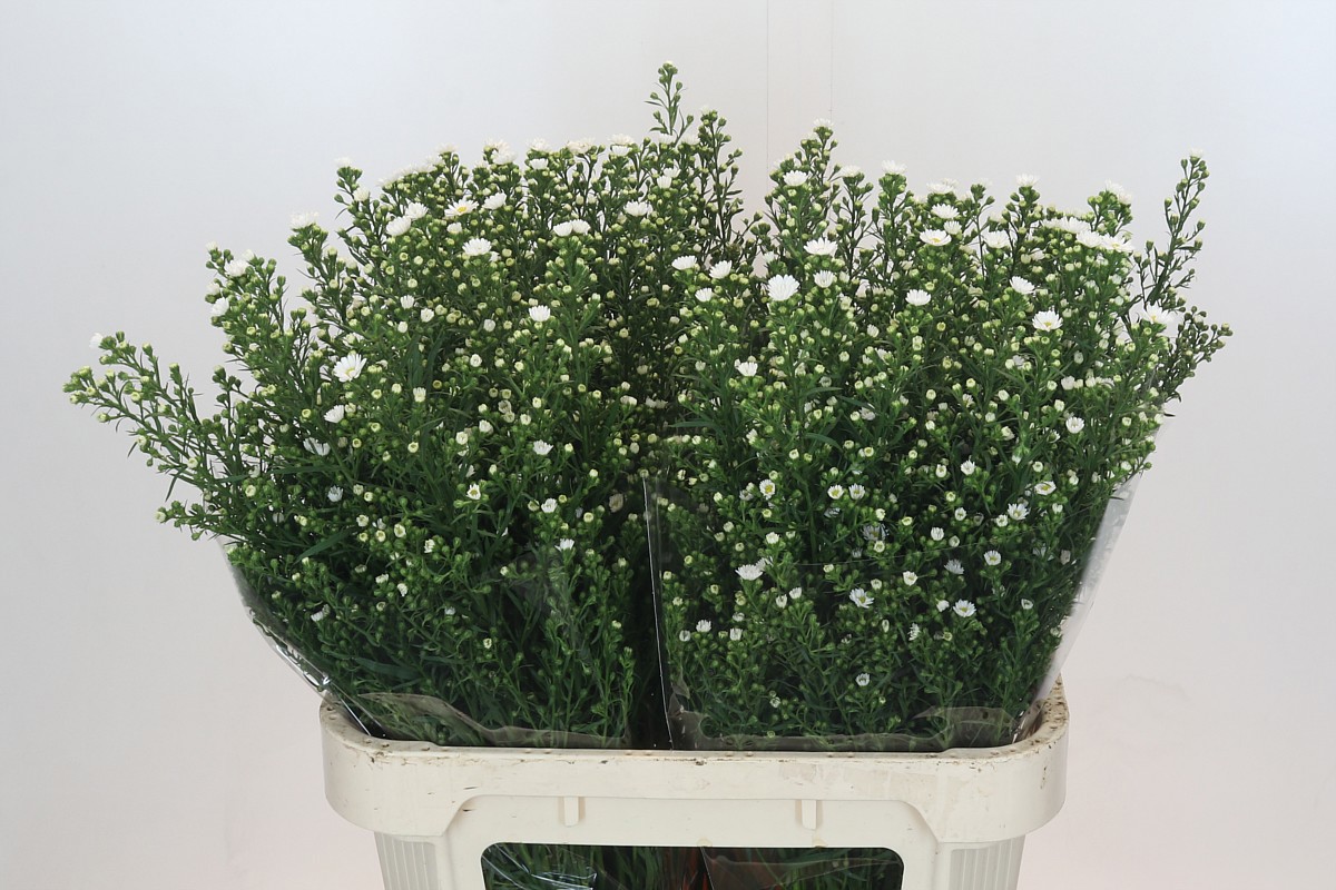 Астер Пакита 80, шт.