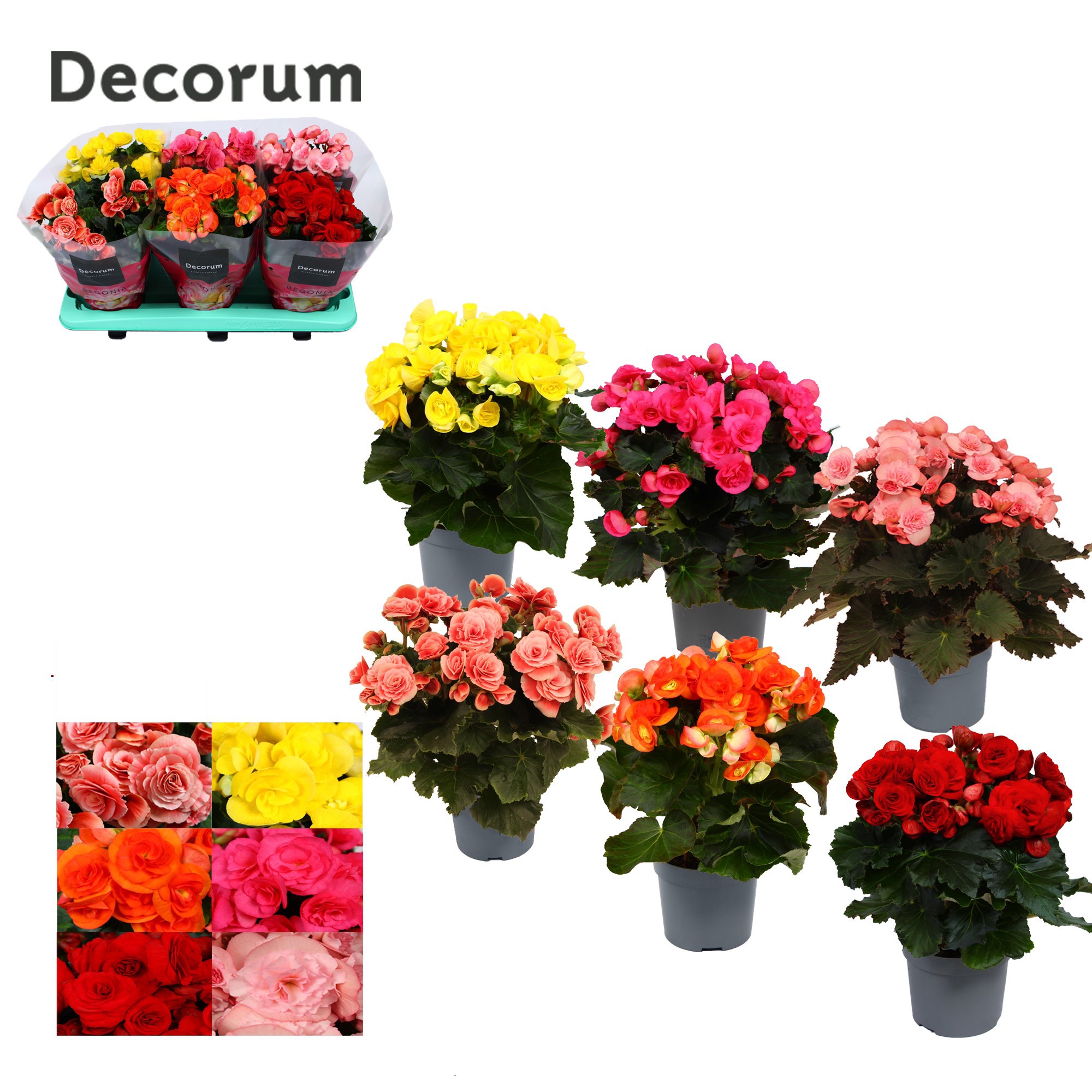Begonia 13cm mix in tray(5 kleuren) Decorum, D 13