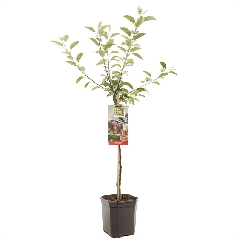 Malus dom. Ingrid Marie laagstam Handappel met roze vruchtvlees, D 24