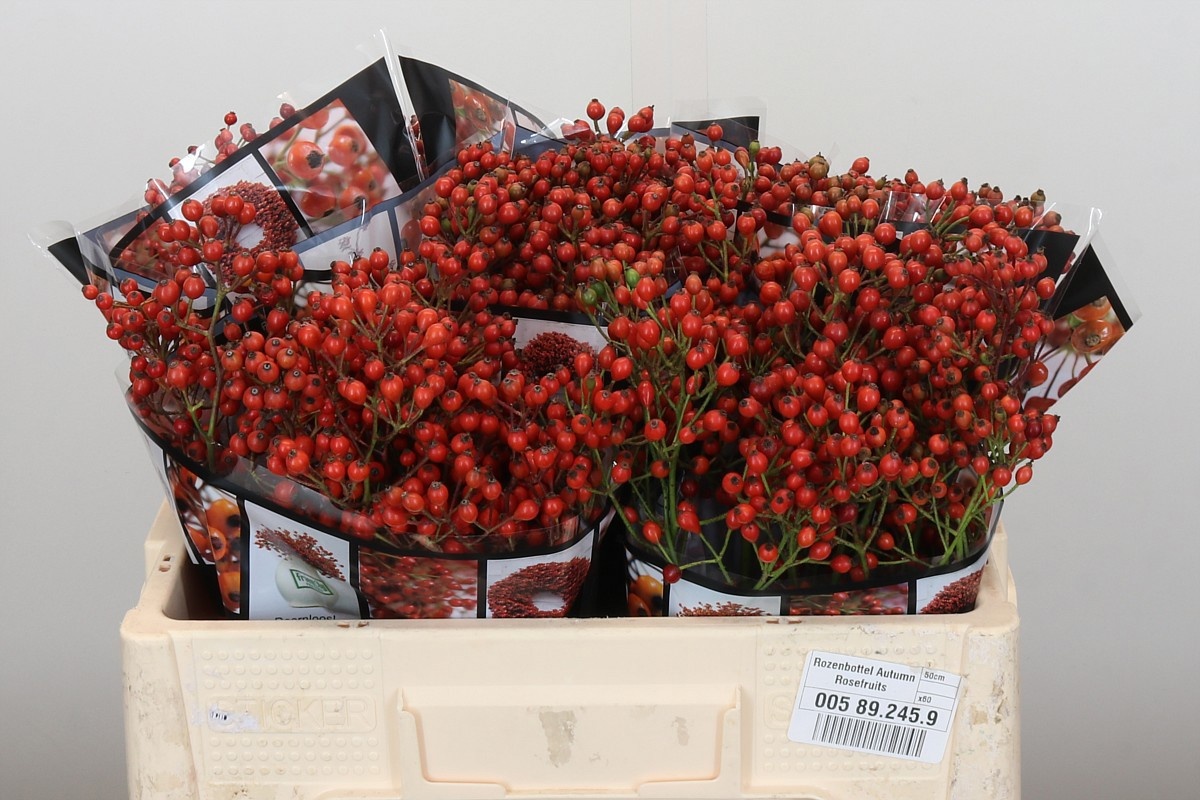 Рузботель Отем Роузфрутс 50, шт.