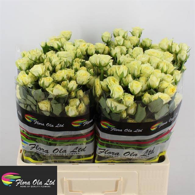 Роза куст. Вэддин Инвайт 60, шт.