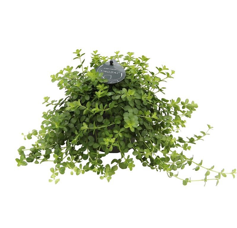 PEPEROMIA DEPPEANA 'DEPPEANA', D 12 cm PEPEROMIA DEPPEANA 'DEPPEANA', D 12 cm