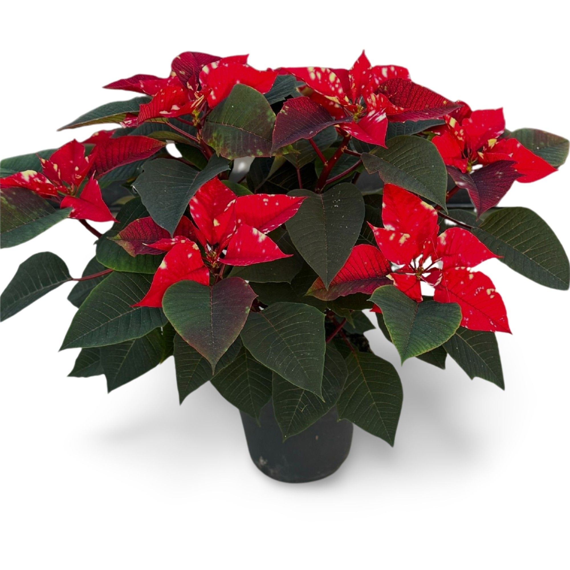 Poinsettia 'Fantasy Star' 17 CM, D 17 cm