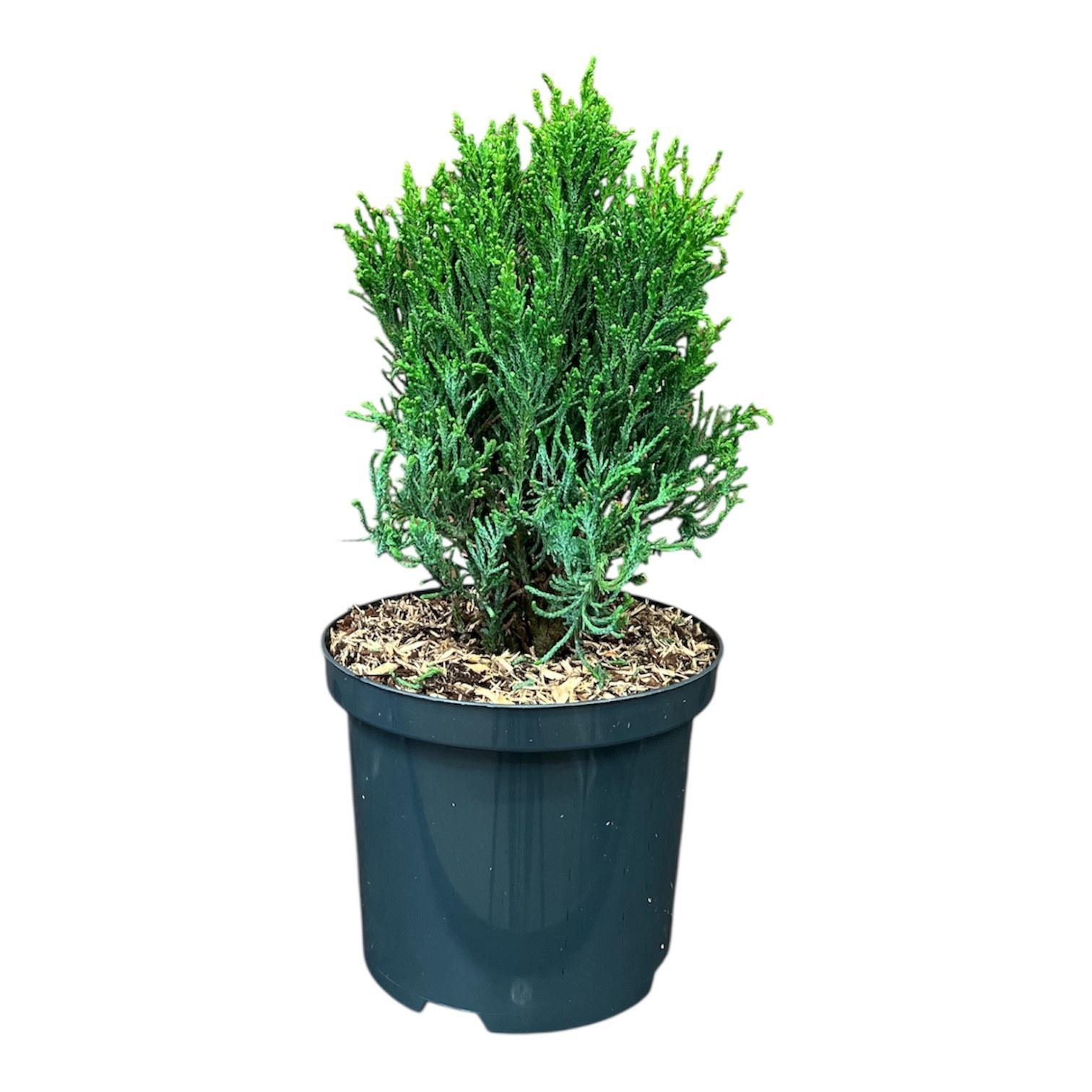 Chamaecyparis lawsoniana 'Drath Hexe', D 18