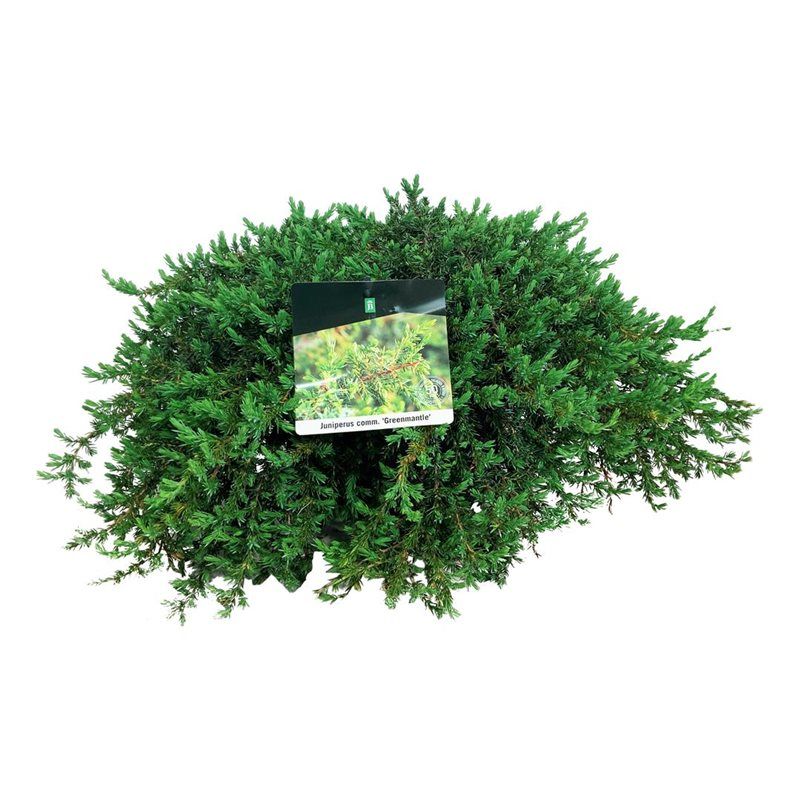Juniperus comm. 'Greenmantle', D 26 cm