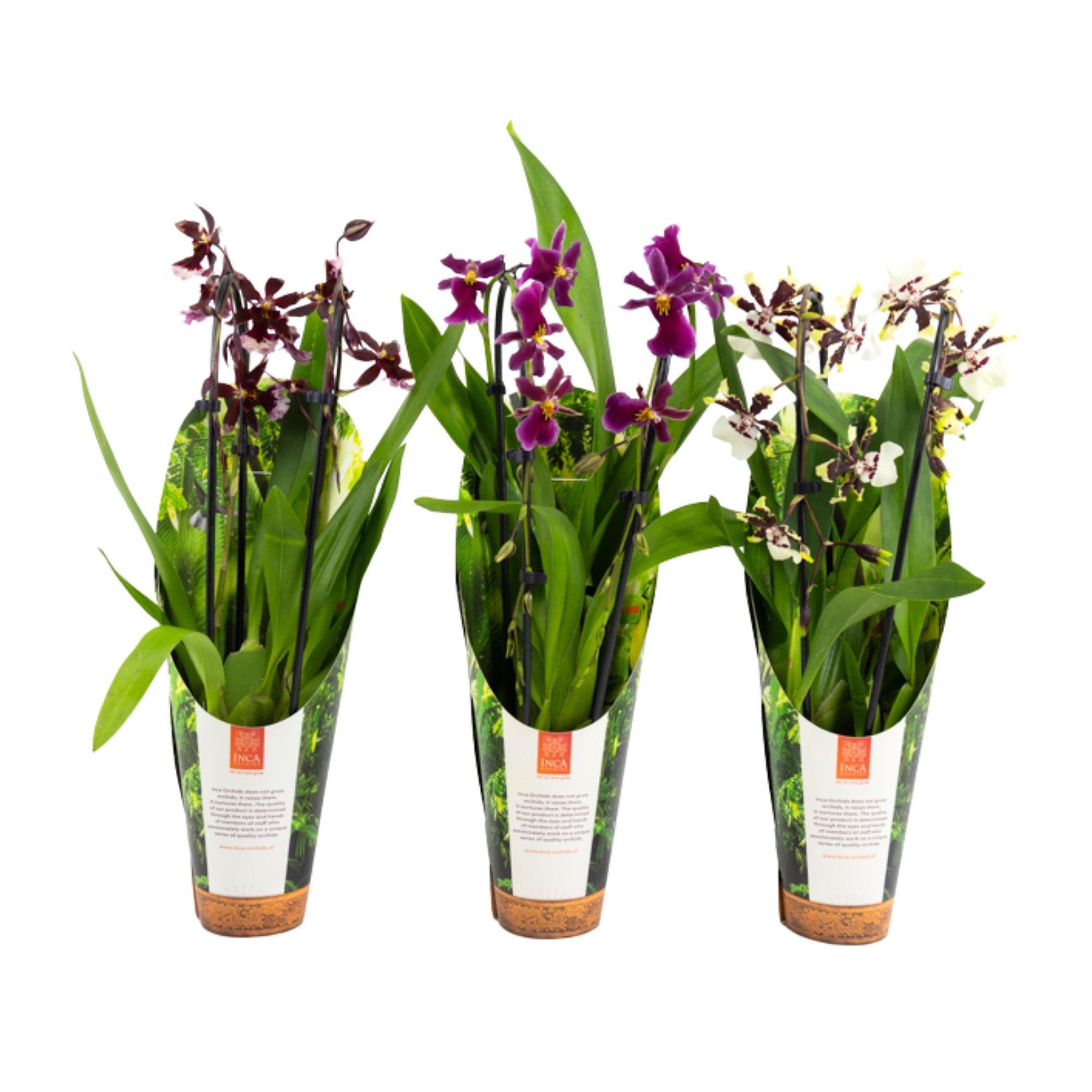 Inca Cambria mix Duo Cascade 9cm luxury jungle cover, D 9