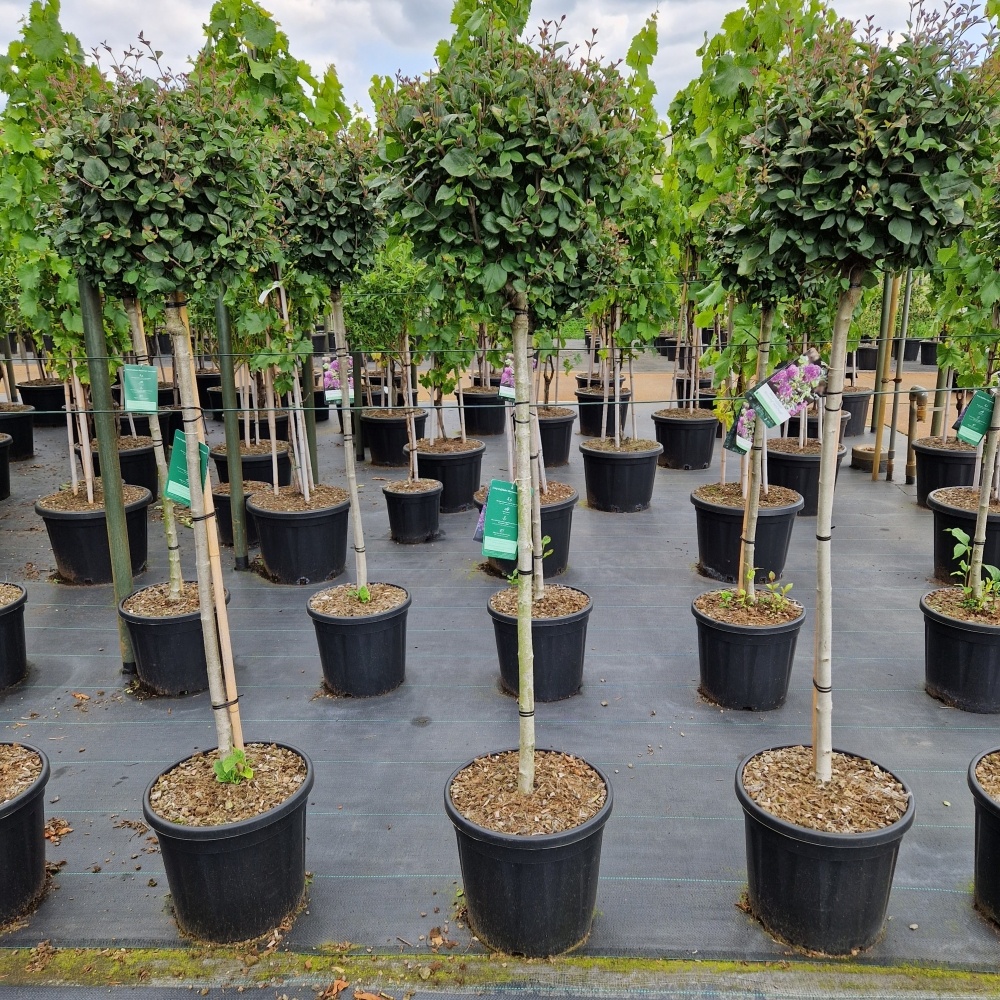 Syringa meyeri 'Dark Purple' ®, D 36 cm