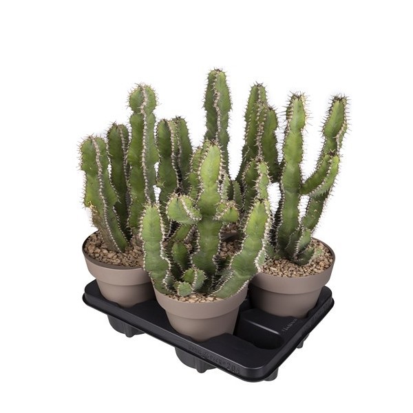 EUPHORBIA POLYACANTHA - POT Ø 16 - TRAY 4 PCS (SUCCULENTEN), D 16