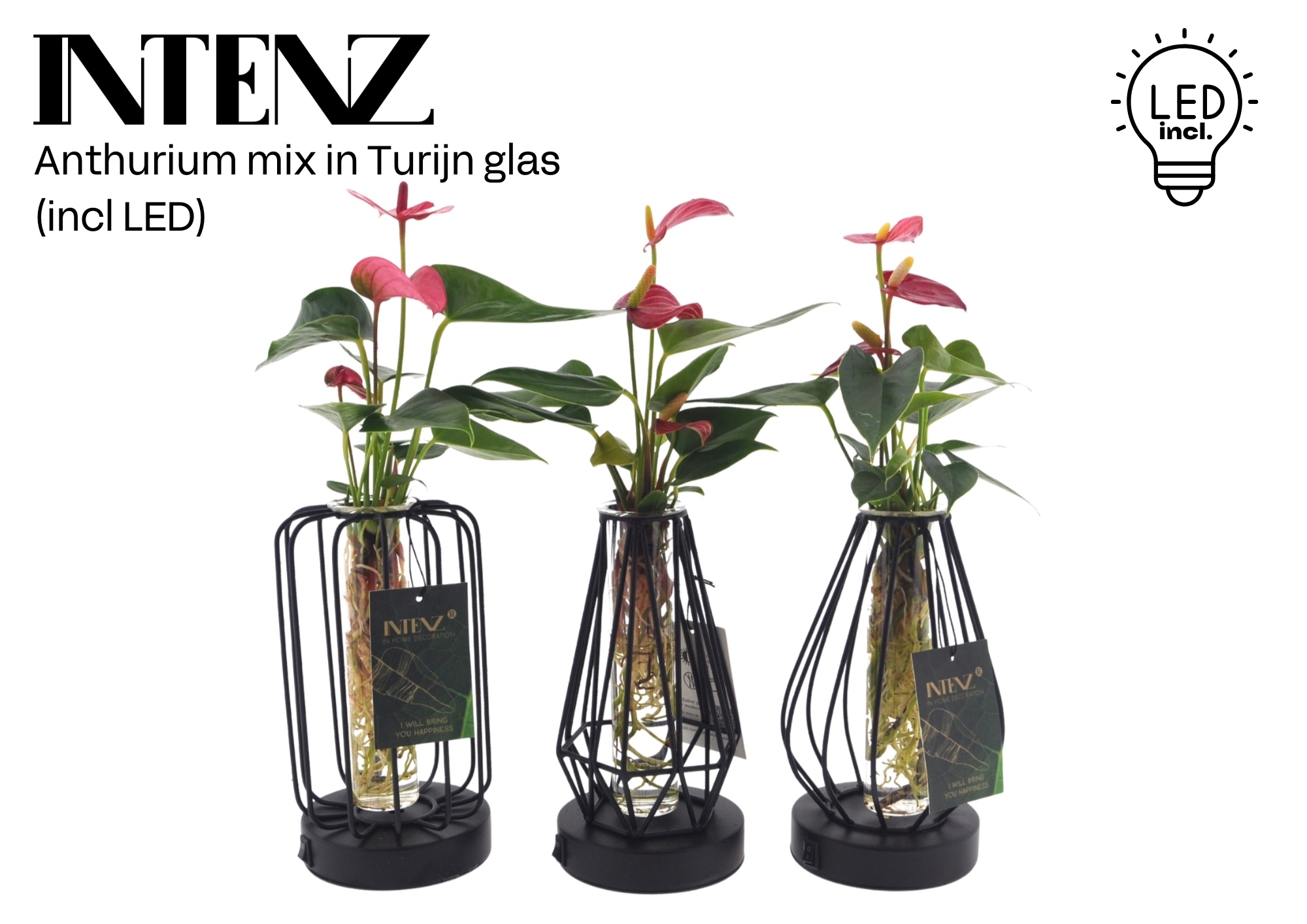 Anthurium mix in Turijn glas + led - levertijd: 24 uur, D 12