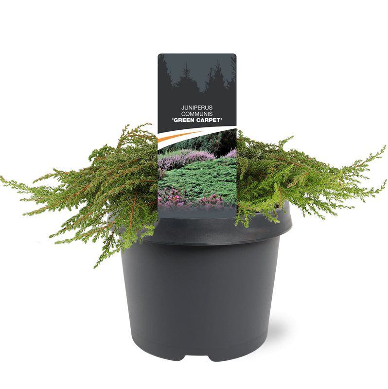 Juniperus communis 'Green Carpet', D 19