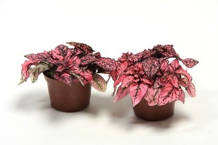 HYPOESTES PHYLLOSTACHYA 'DARK ROSA/CARMINA', D 9