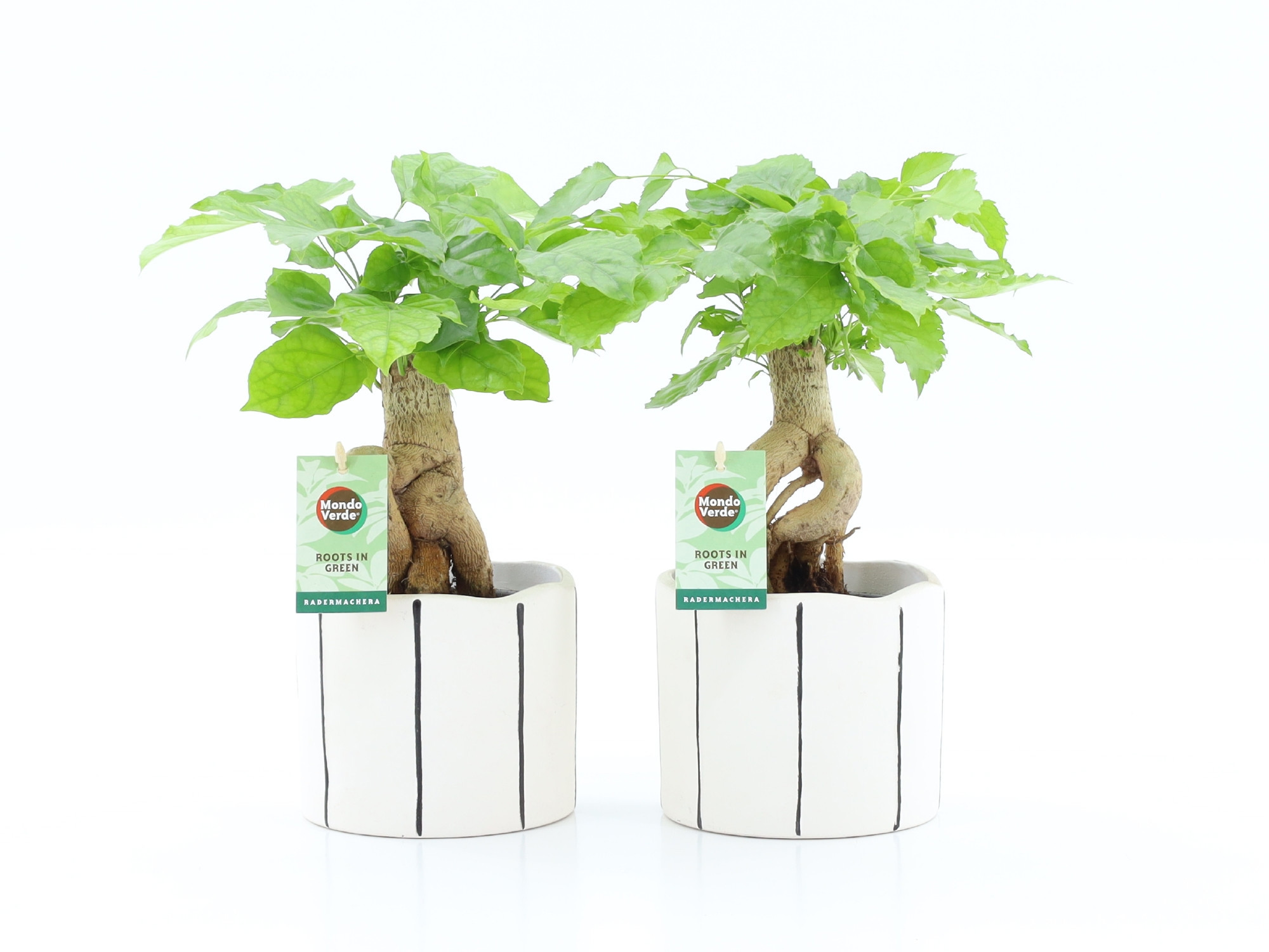 Radermachera Bonsai in Banksy keramiek, D 13 cm Radermachera Bonsai in Banksy keramiek, D 13 cm