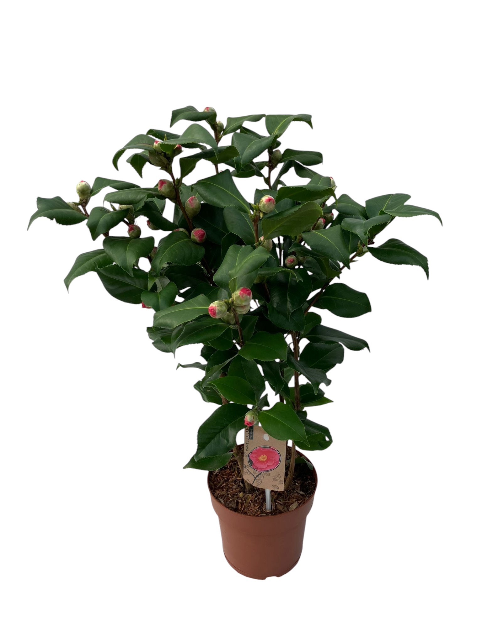 Camellia Dr King 40+ knoppen, D 17