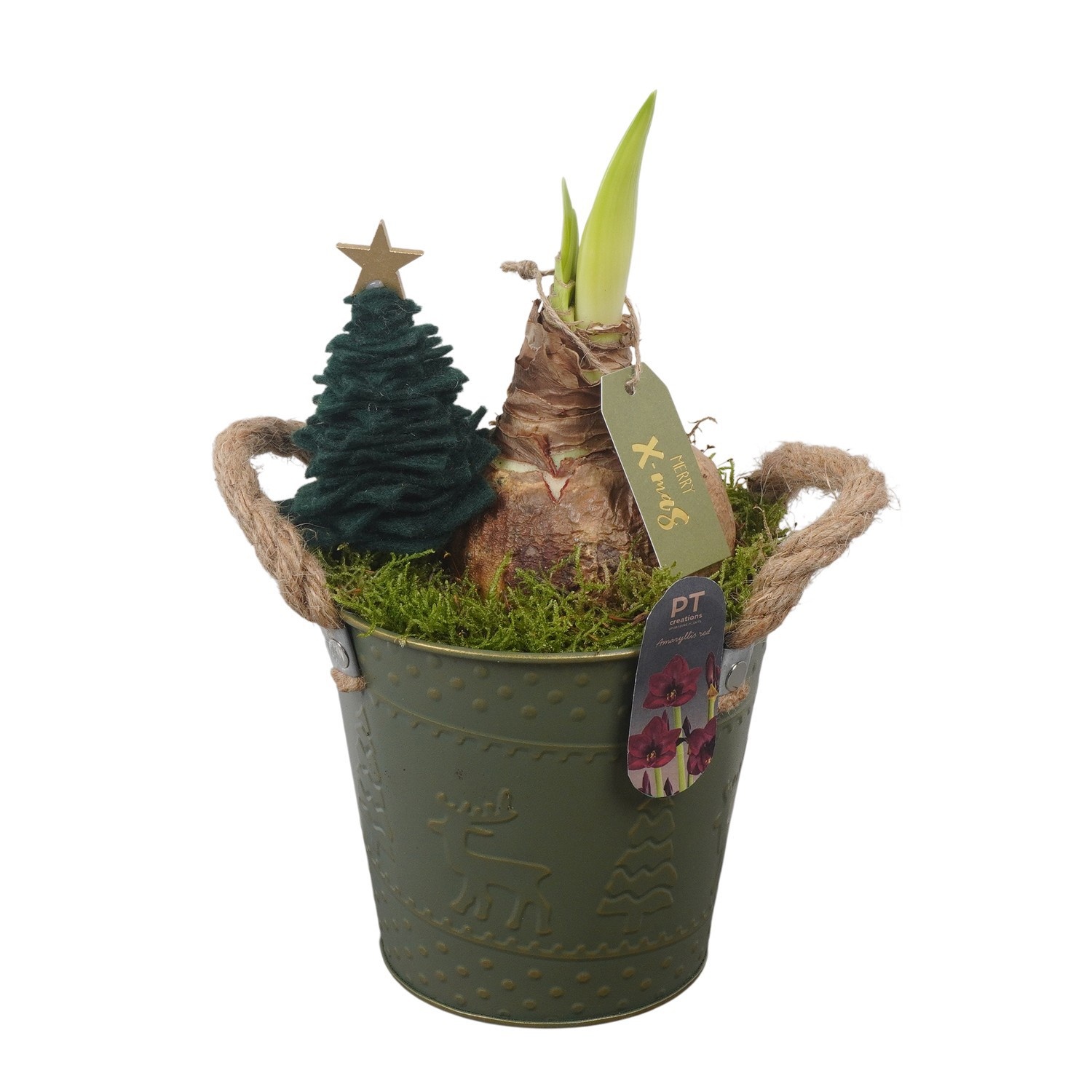PTACH2469 Arrangement Amaryllis Christmas in metalen pot, D 14
