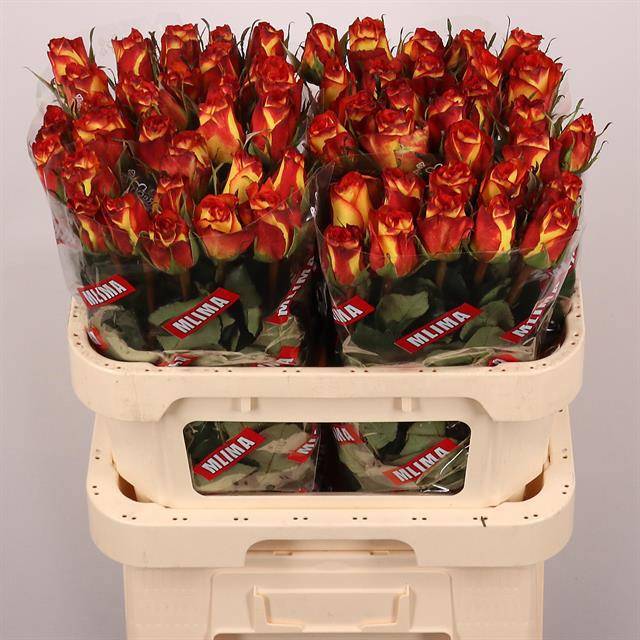 Роза од. Хай Энд Мэджик 80, шт.