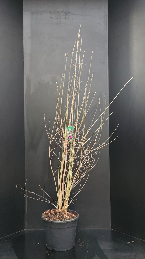 Callicarpa bodinieri 'Profusion', D 34