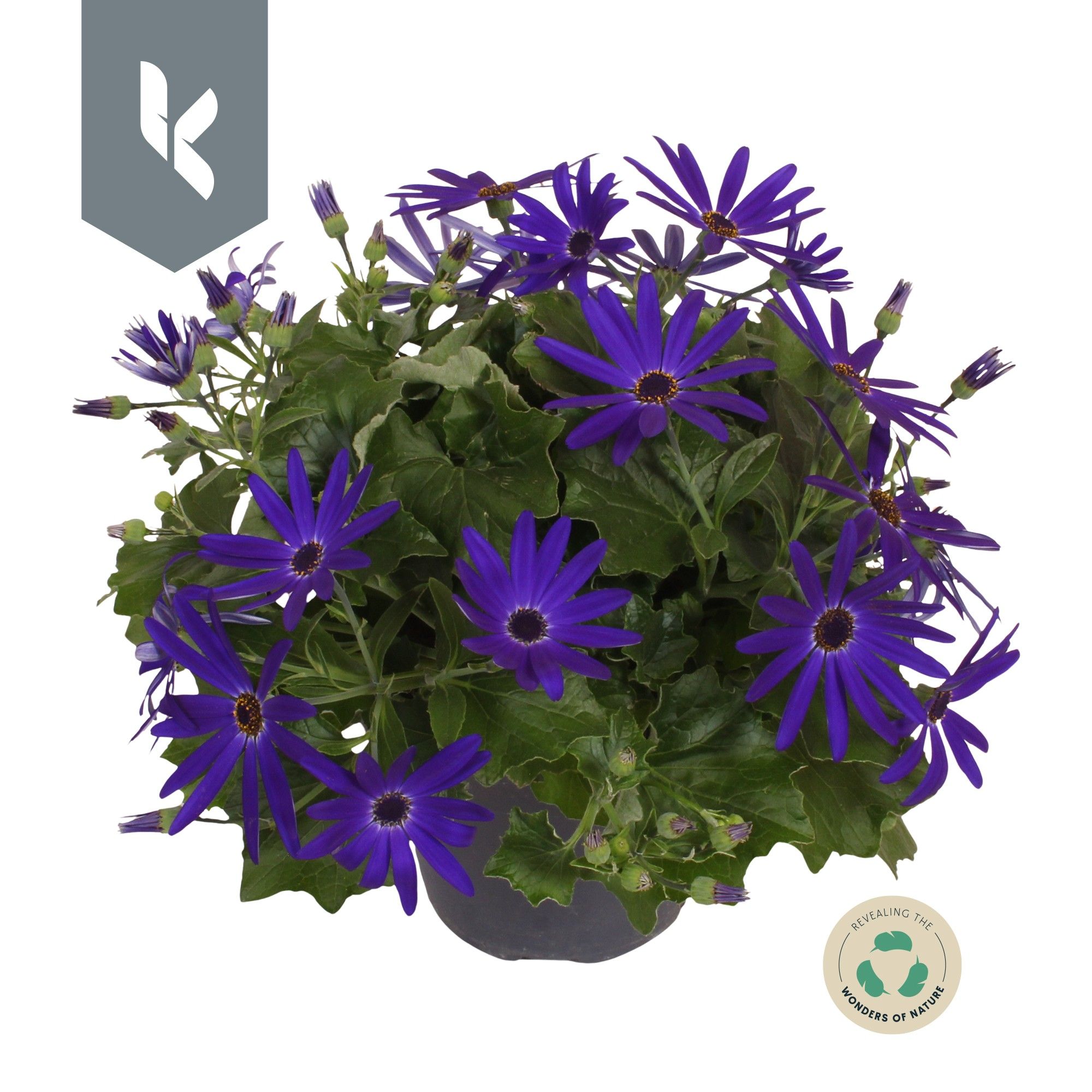 Senetti Senecio Deep Blue, D 15