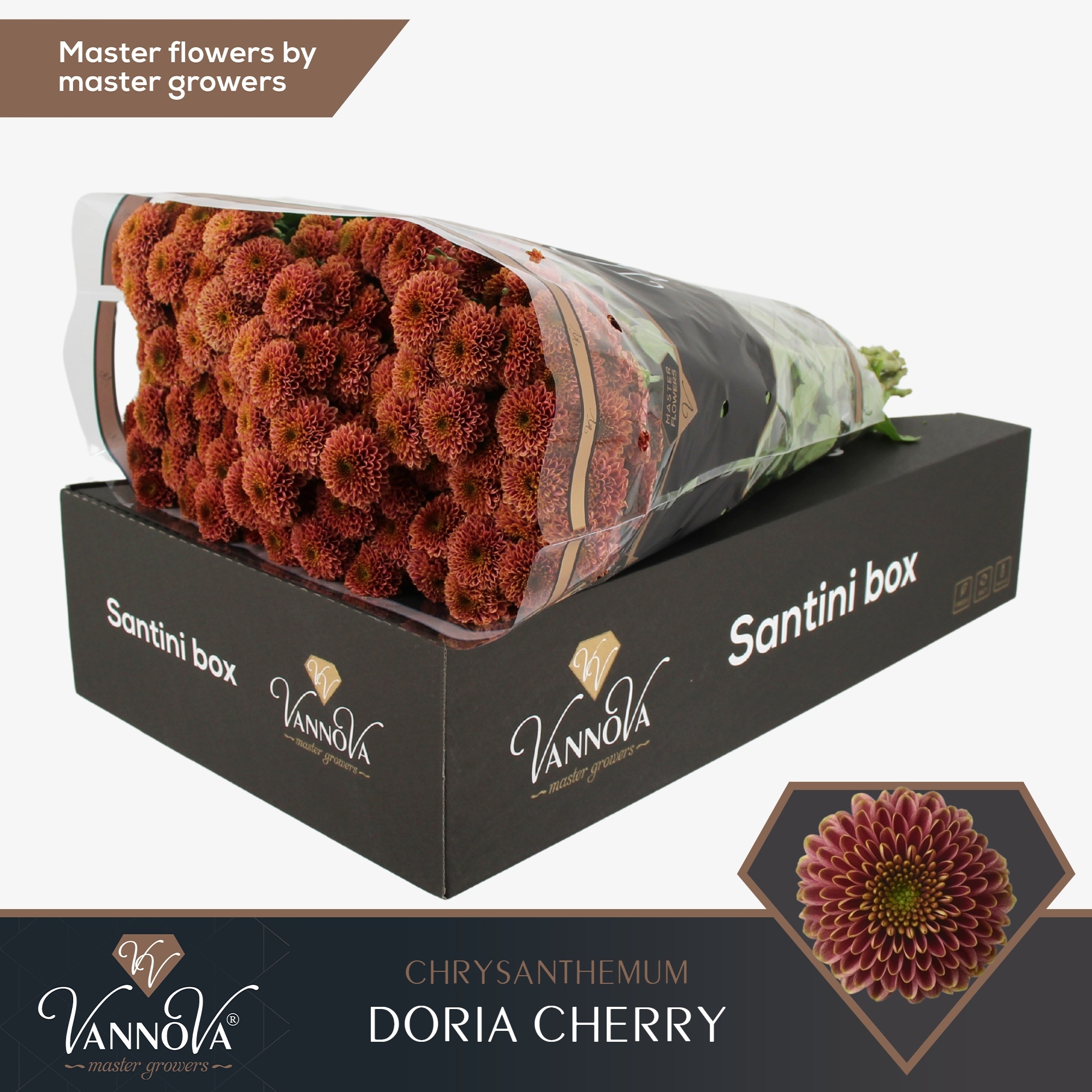 Сантини Дориа Черри, шт.