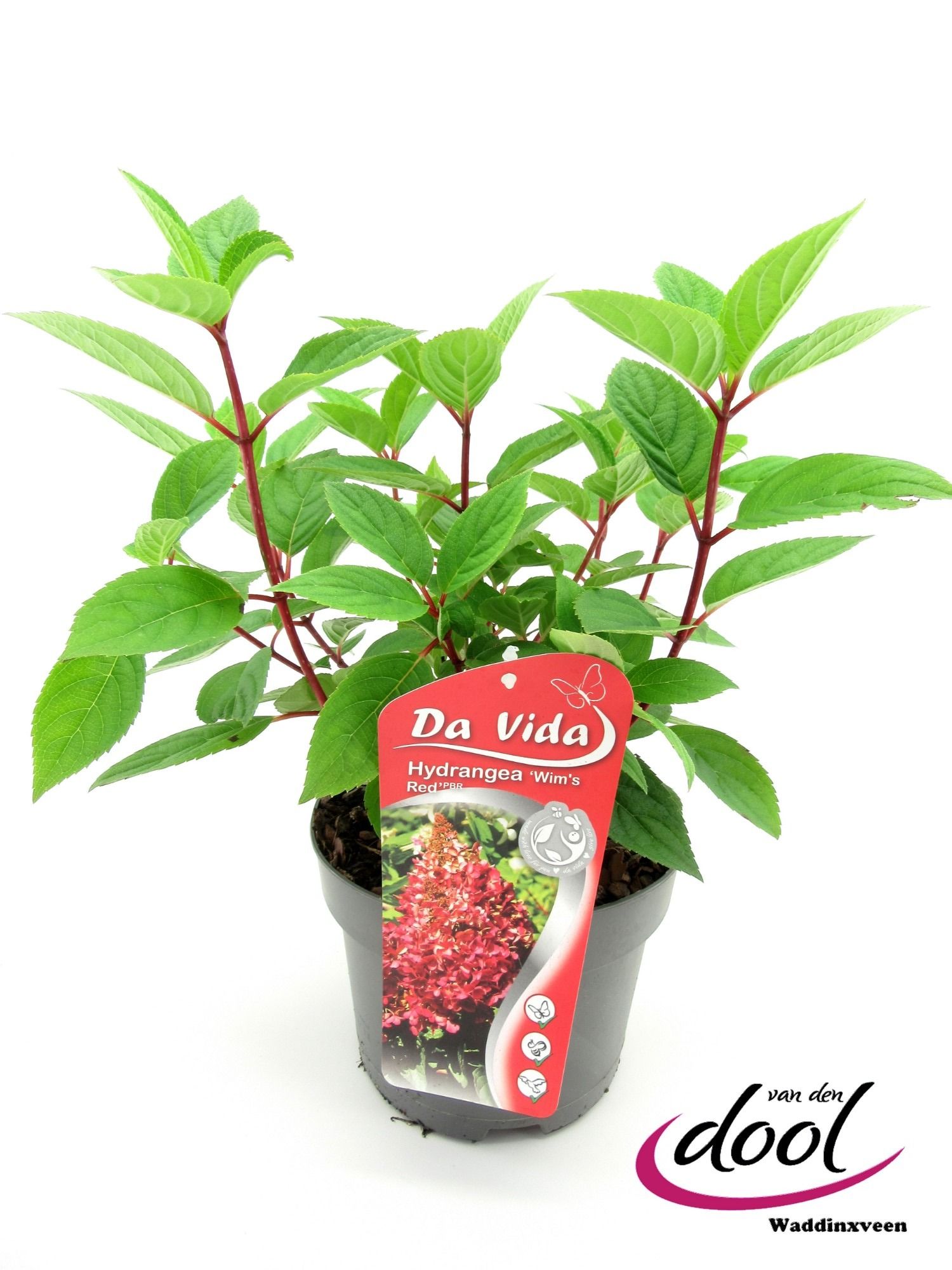 Hydrangea pan. Wim's Red, D 19