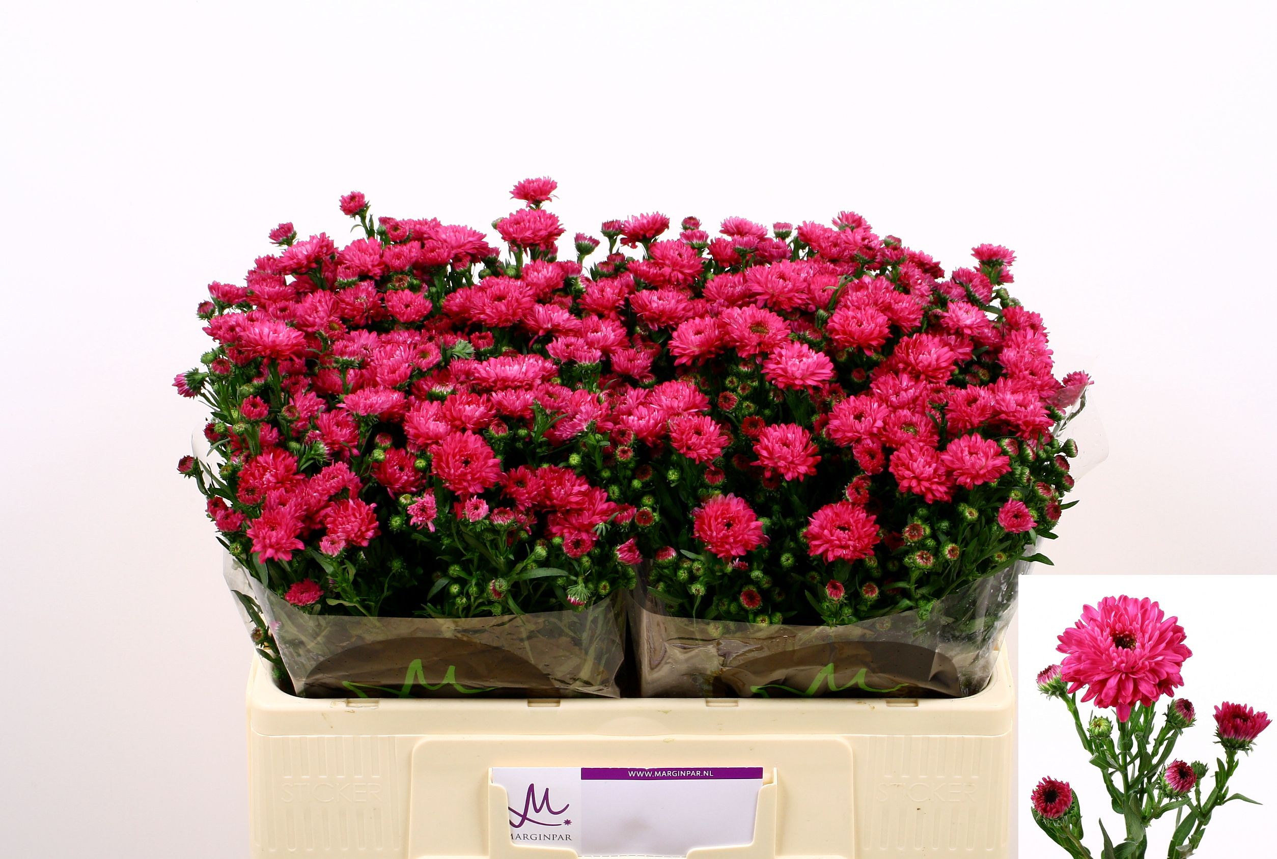 Астер Флэш 50, шт. Астер Флэш 50, шт.