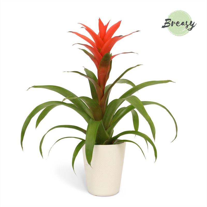 Guzmania Suerte Salmon - 13cm in Florence | Mimesis, D 13