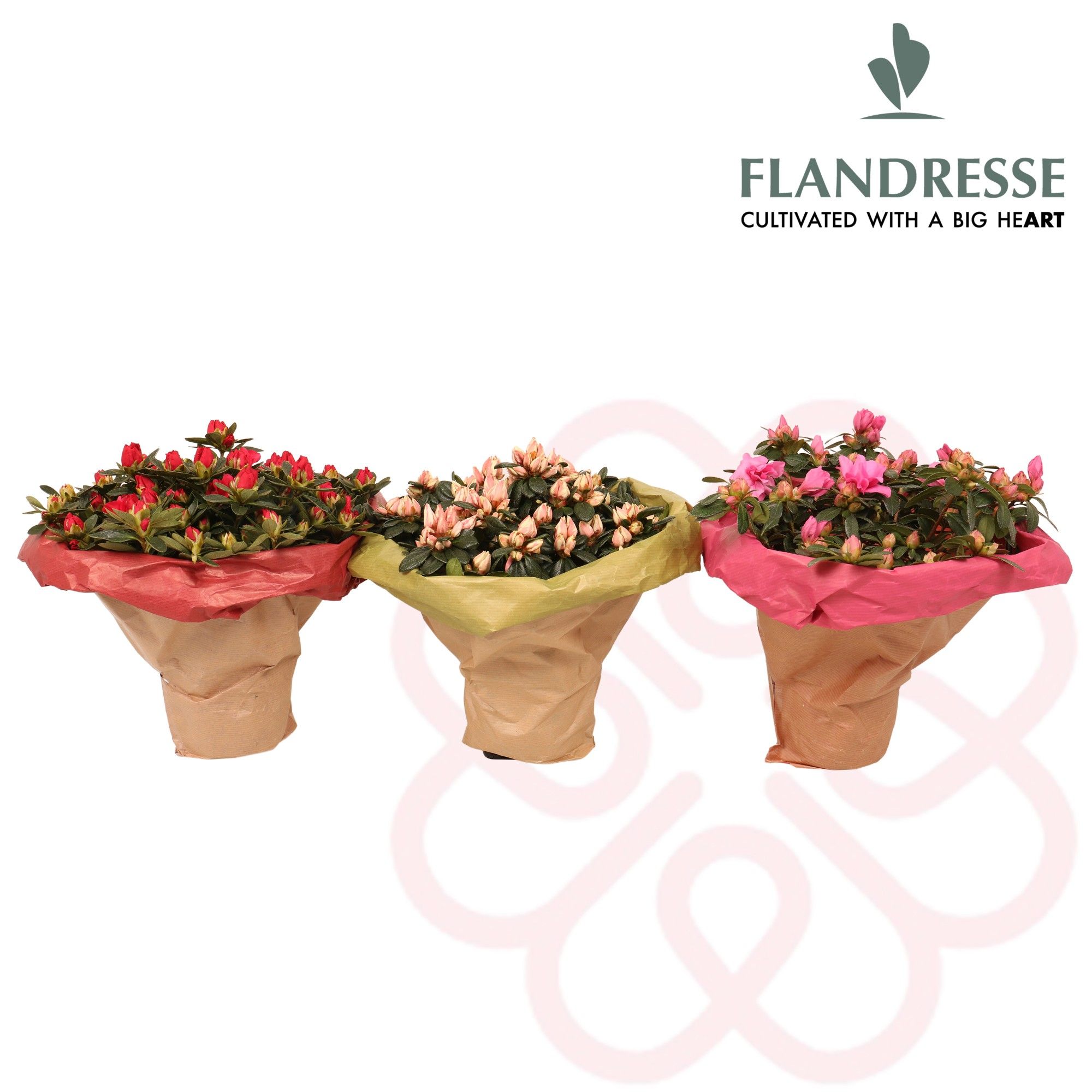 Azalea Flandresse® Bouquet, D 12