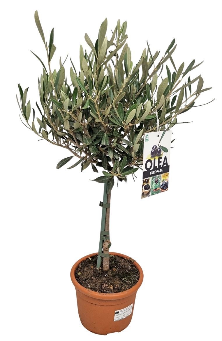 Olea Europaea Stem - 1241, D 17