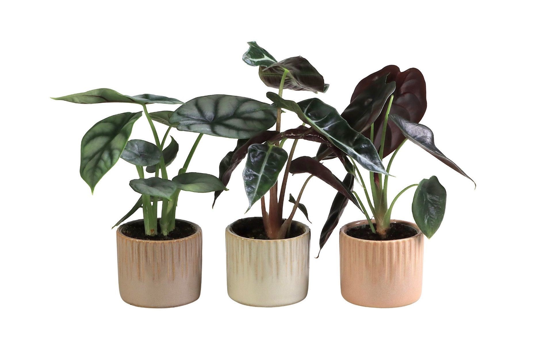 L 66017 With Alocasia Mix 6 cm, D 6