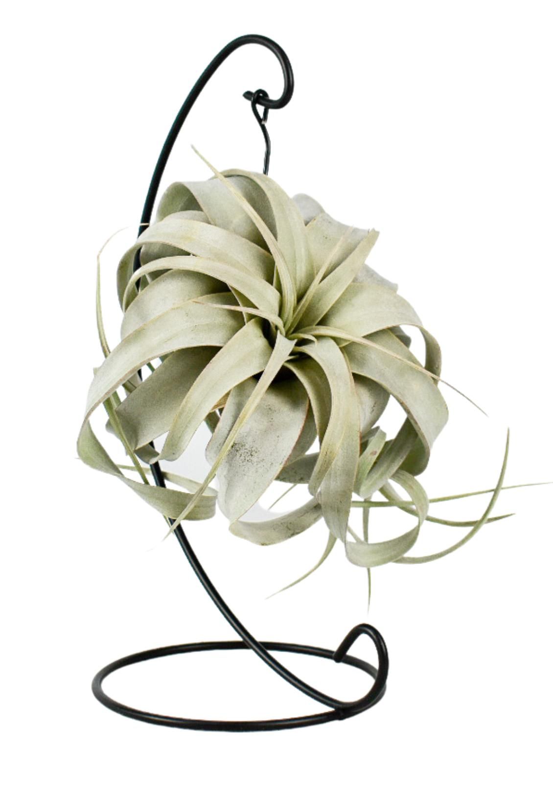 Tillandsia King xero hanger, D 12