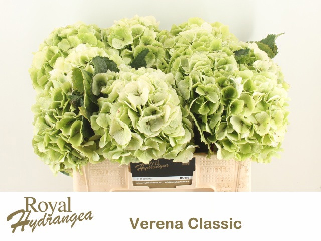 Гортензия Вайт Верена Классик 50, шт.