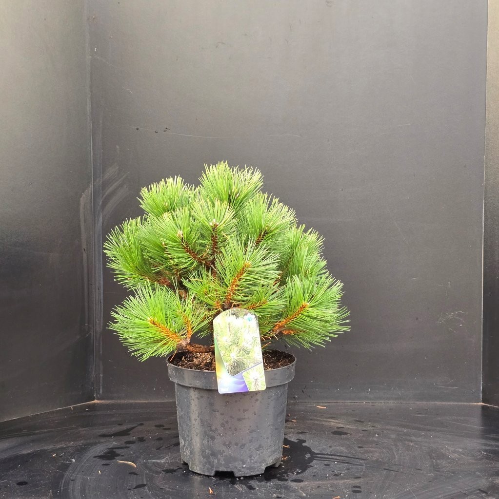 Pinus nigra Nana, D 26 cm