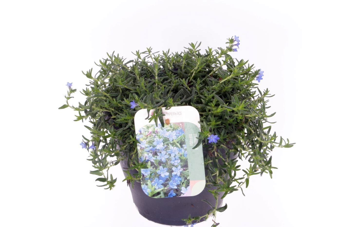 Lithodora diffusa Grace Ward, D 23 cm