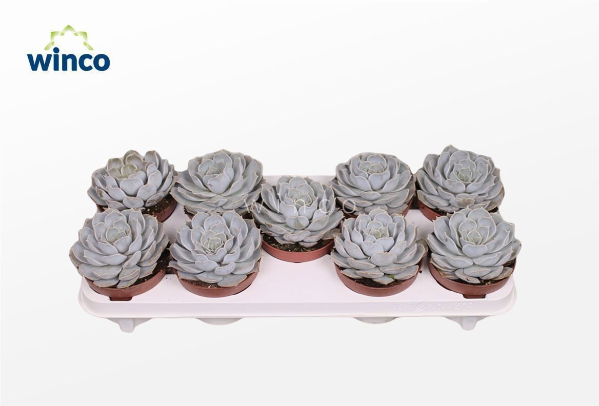 Echeveria Rinionii, D 12 cm