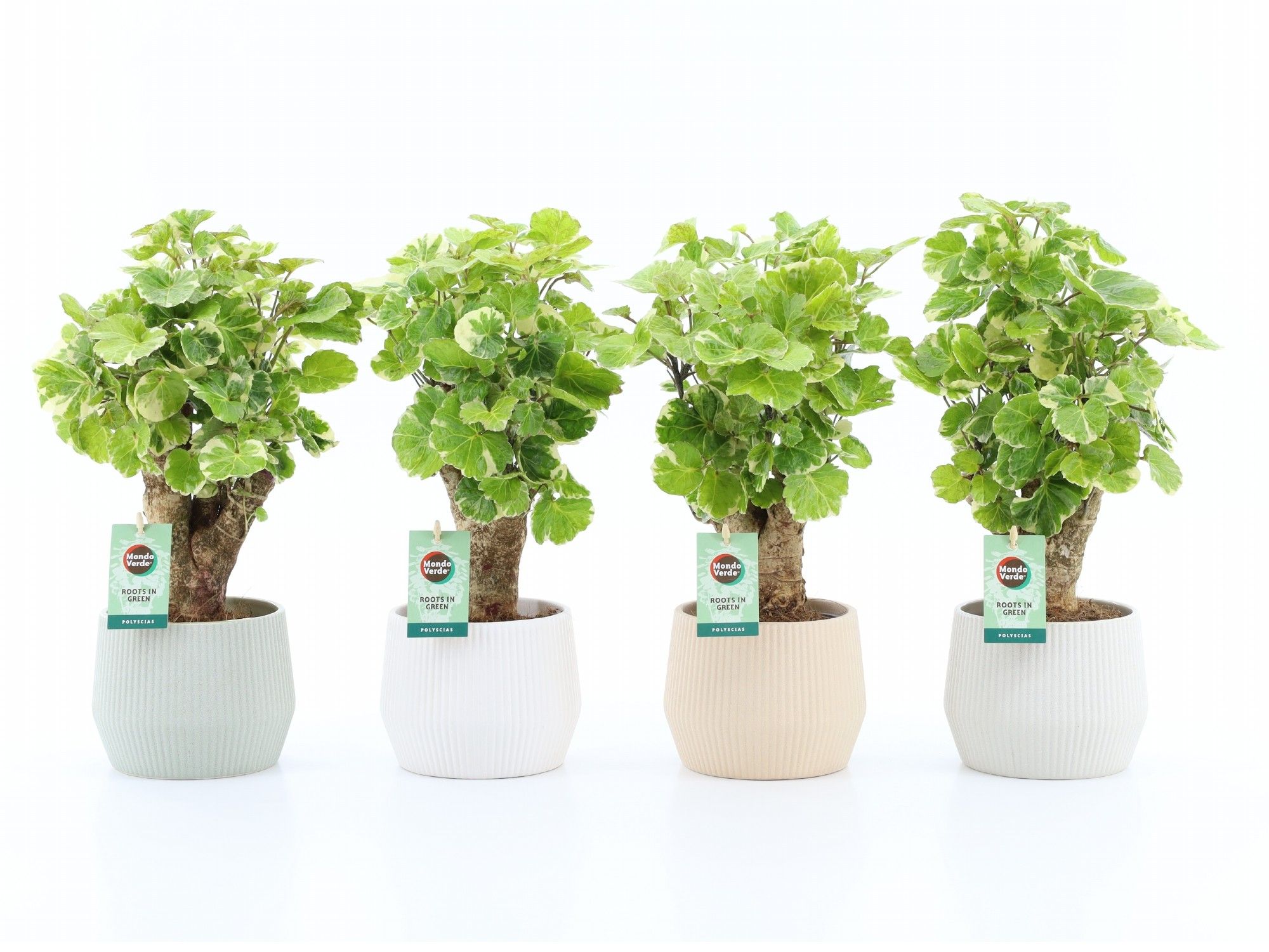 Polyscias Balfouriana in Sandy Keramiek, D 15