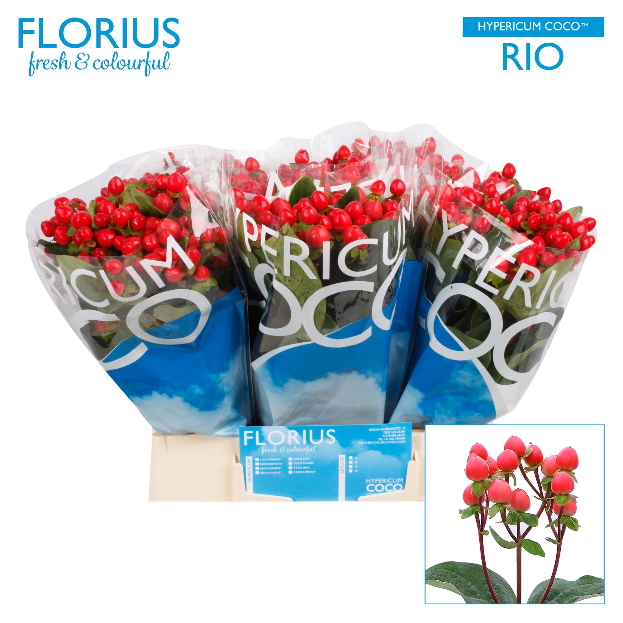 Гипперикум Коко Рио 40, шт.