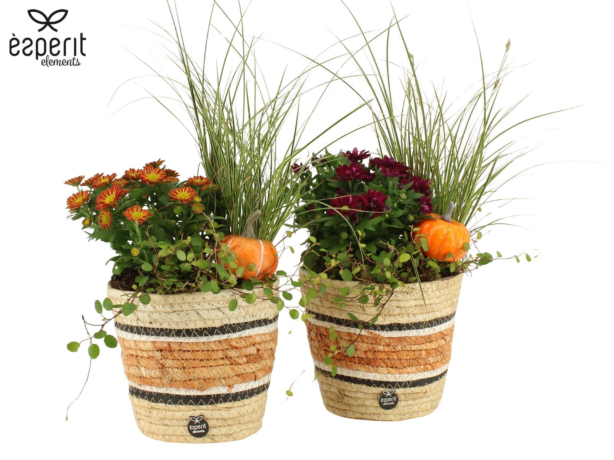 41718: Outdoor autumn arrangement, D 14