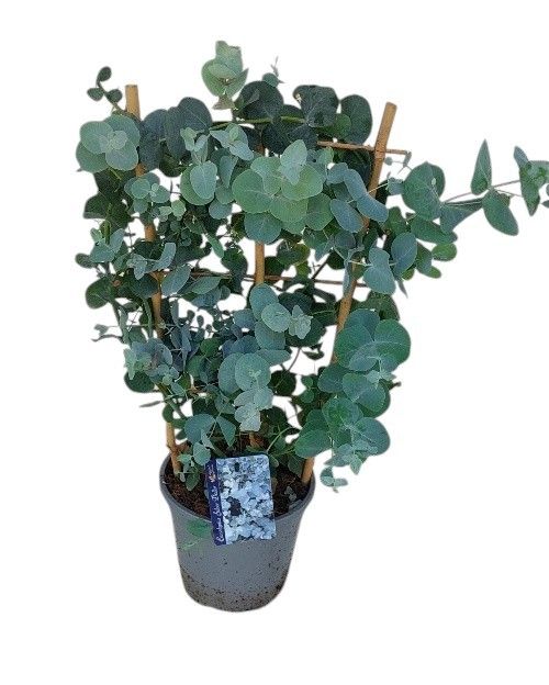 Eucalyptus op rek, D 17