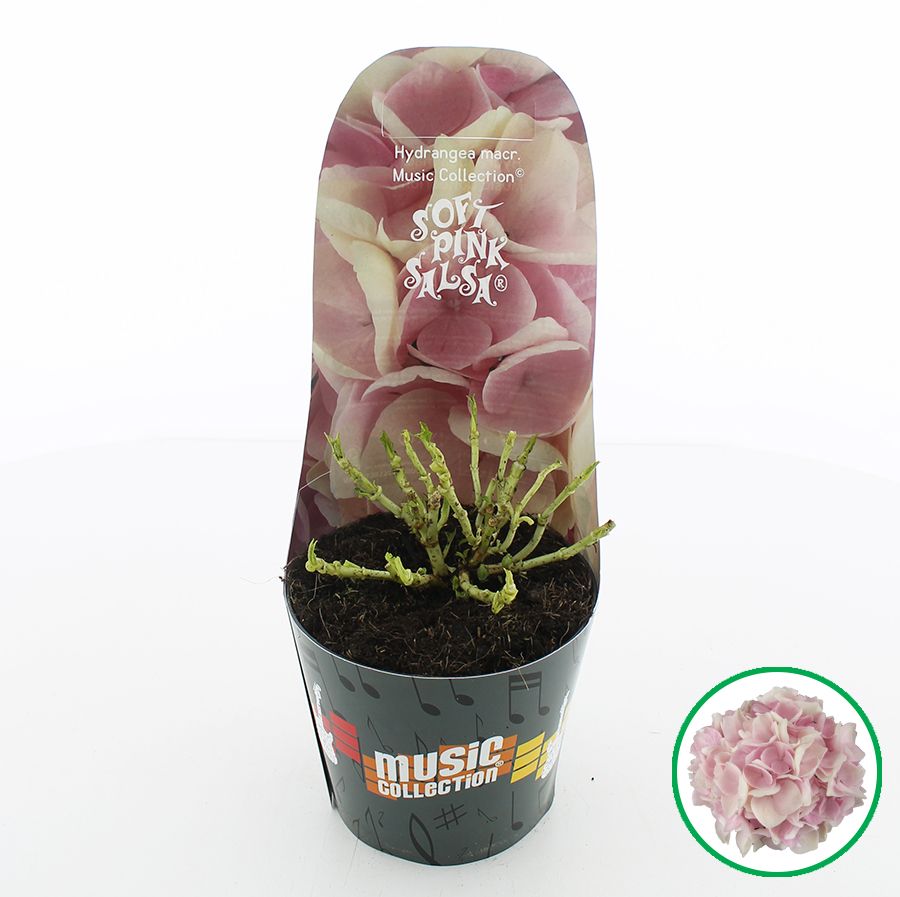 Hydrangea macr. Music Collection® 'Soft Pink Salsa'® C2 (17cm.) Potcover, D 17