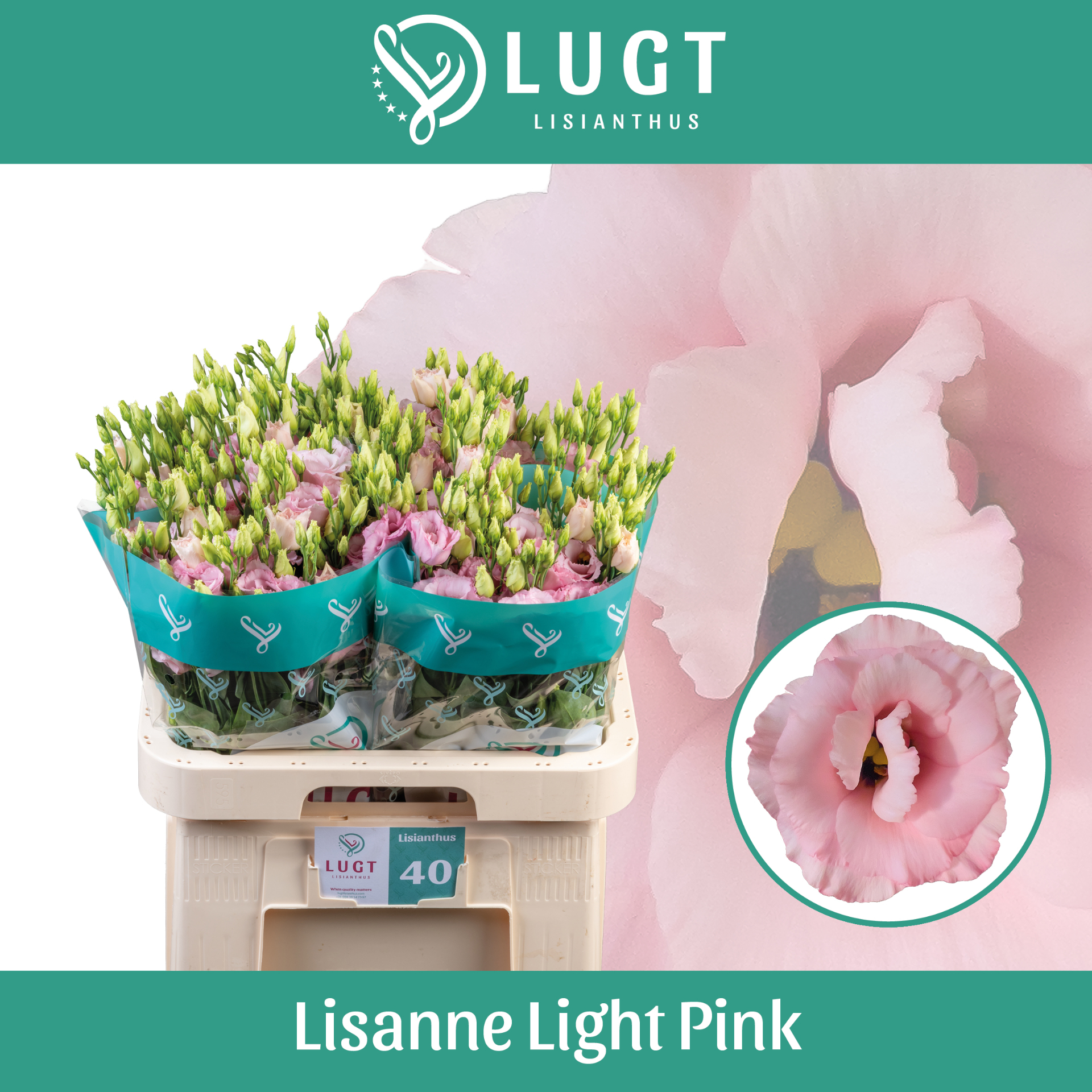 Эустома Лизанне Лайт Пинк 70 (светло-роз.), шт.