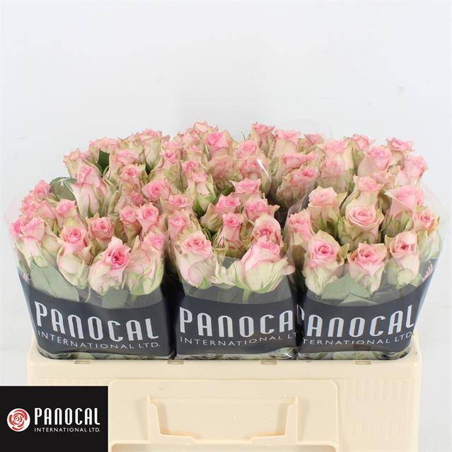 Роза од. Судоку 50, шт.