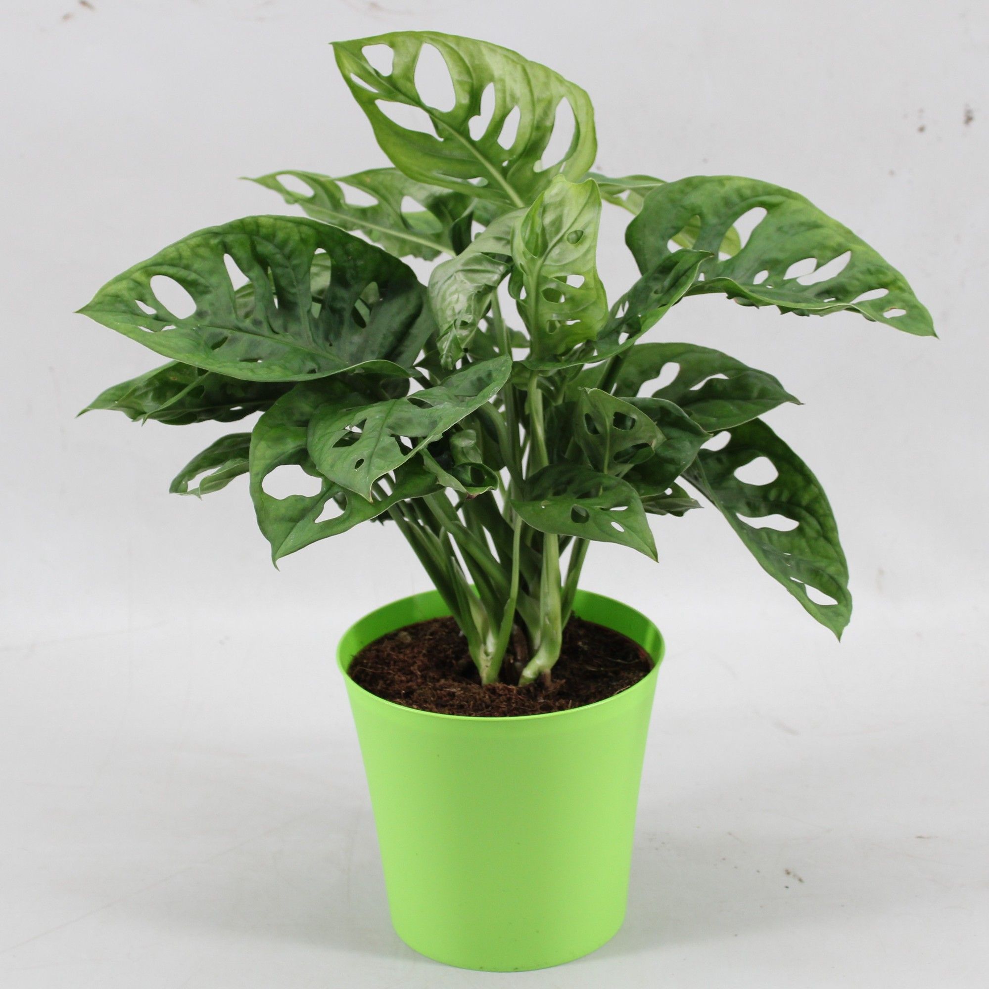 Monstera Monkey Leaf in Linge pot groen, D 12,5