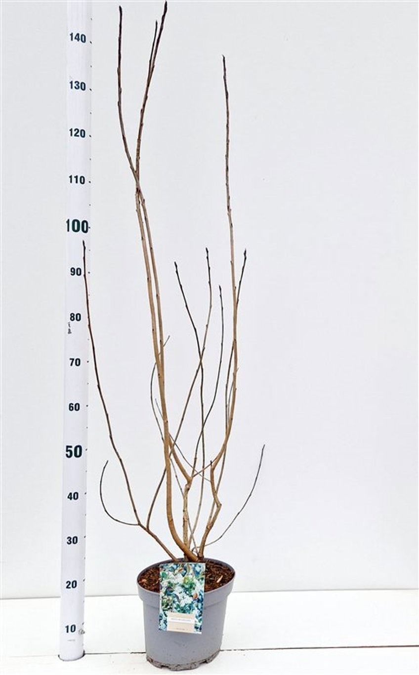 Aronia melanocarpa, D 23 cm