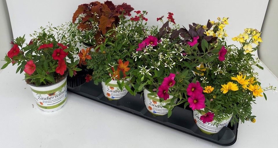 Beetpflanzen mix im Topf Magic Twin (Euphorbia Diamond Frost + Partnerpflanze) T13 - Zauberschnee Duos, D 13