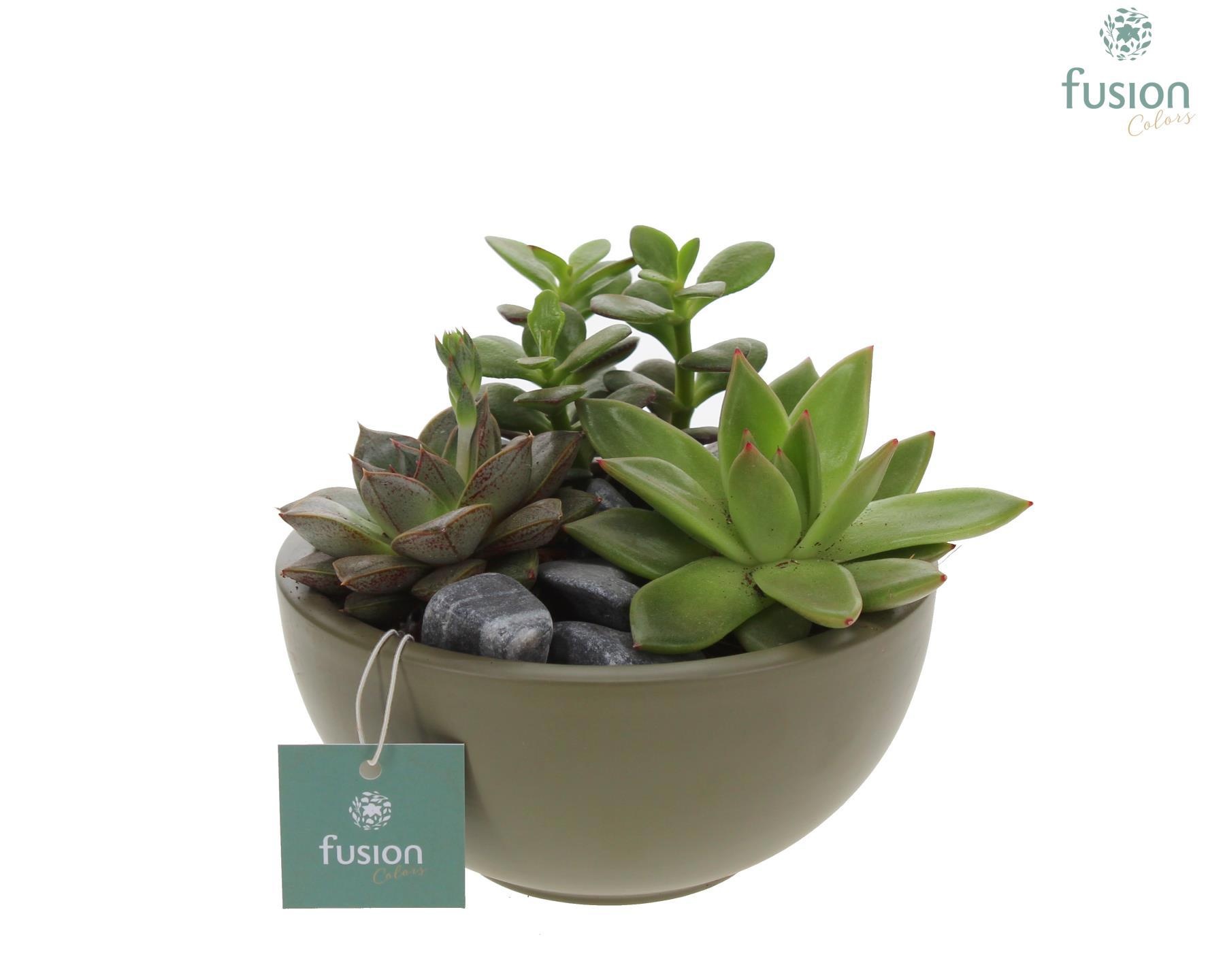 Schaal keramiek Moon Small groen met Succulenten, D 15