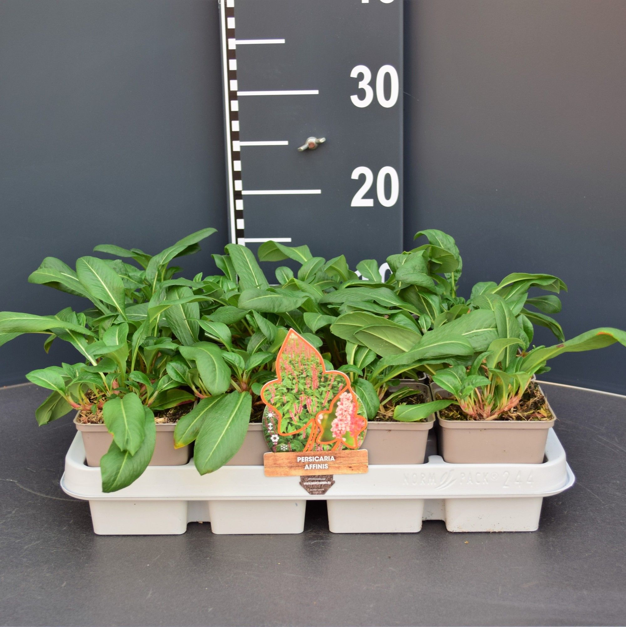 Persicaria Affines, D 9 cm